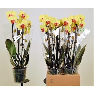 Goldion cascade 2 tak