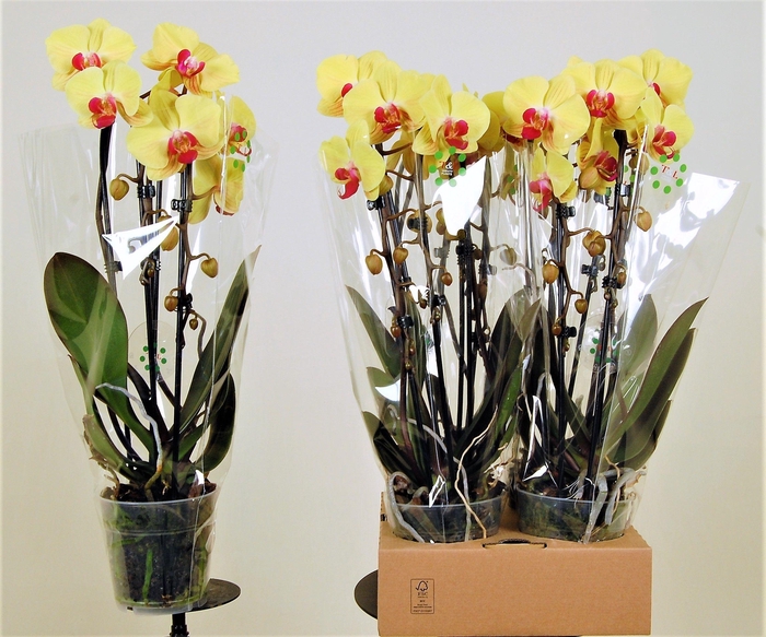 <h4>Goldion cascade 2 tak</h4>