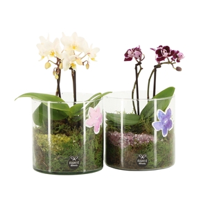 11616: Consideration arrangement