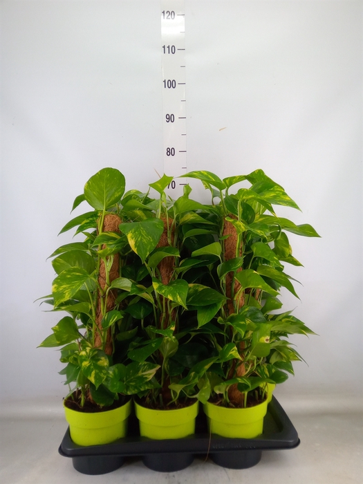 <h4>Epipremnum pinn.   ...moss stick</h4>