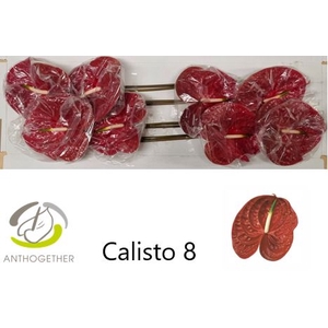 Anthurium Calisto