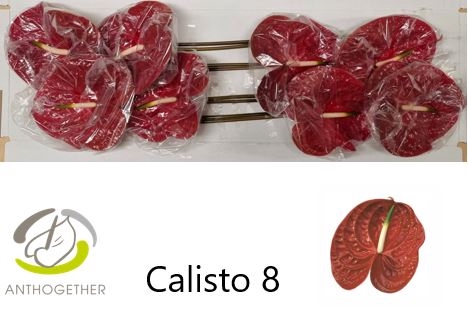 <h4>Anthurium Calisto</h4>