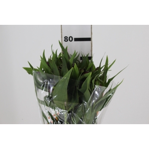 ALSTROEMERIA POMPEII 080 CM