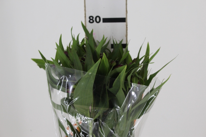 <h4>ALSTROEMERIA POMPEII 080 CM</h4>