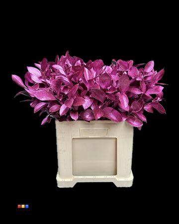 <h4>Ruscus Metallic Cerise</h4>
