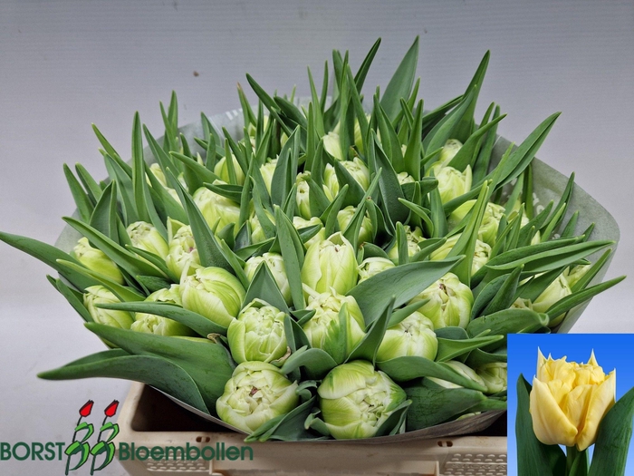 <h4>TU DU AVANT GARDE</h4>