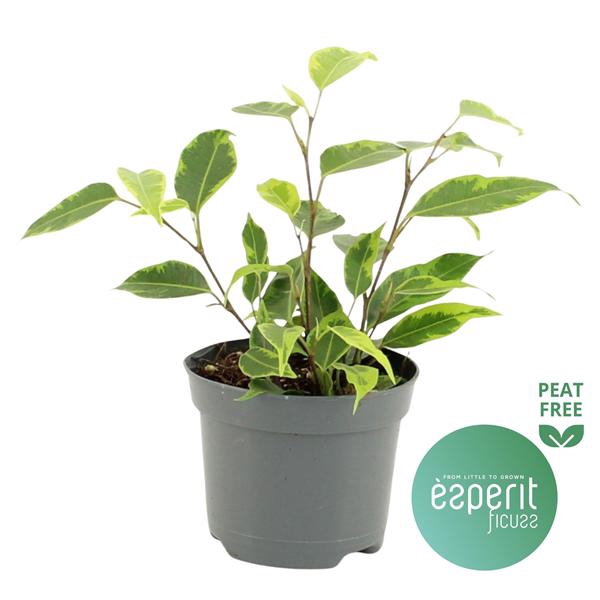 <h4>Ficus benjamina Regidan®</h4>