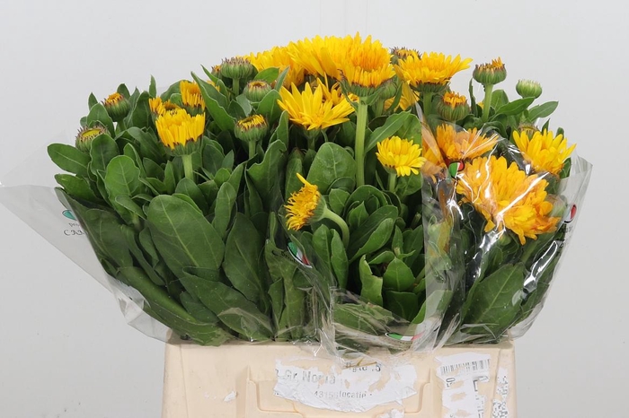 <h4>Calend Geel</h4>