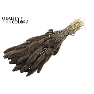Setaria per bunch Frosted Grey