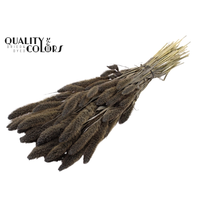 <h4>Setaria per bunch Frosted Grey</h4>