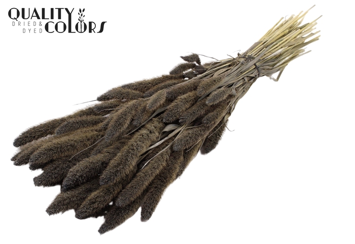 Setaria per bunch Frosted Grey