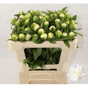 PAEO L DUCHES D NEMO