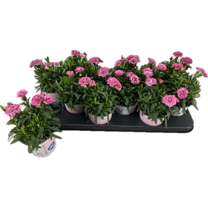 DIAN OSC PINK PURPLE