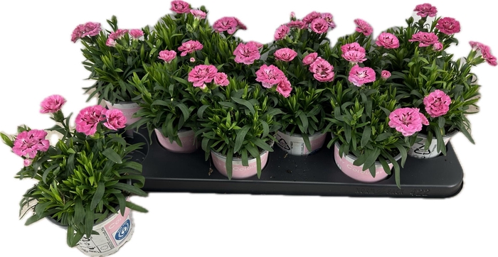 <h4>DIAN OSC PINK PURPLE</h4>