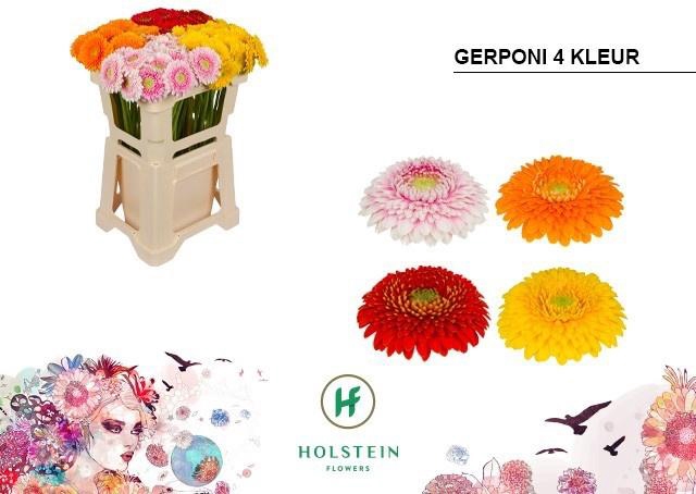 <h4>GE MB GERPONI GEM</h4>