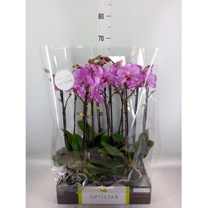 Phalaenopsis   ...rose