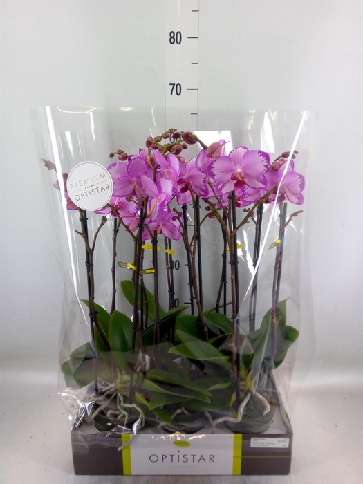 <h4>Phalaenopsis   ...rose</h4>