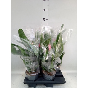 Aechmea fasciata 'Primera'