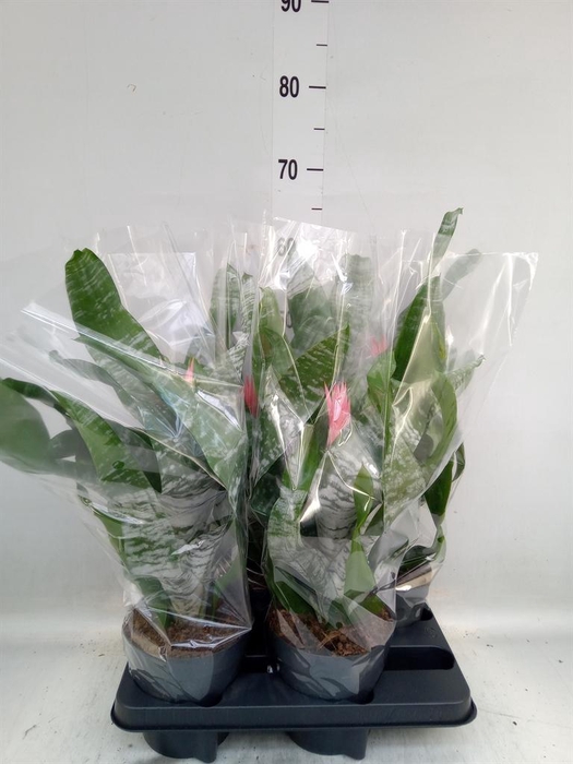 <h4>Aechmea fasciata 'Primera'</h4>