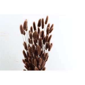 Dried Lagurus X5 Bl Dark Brown Bunch