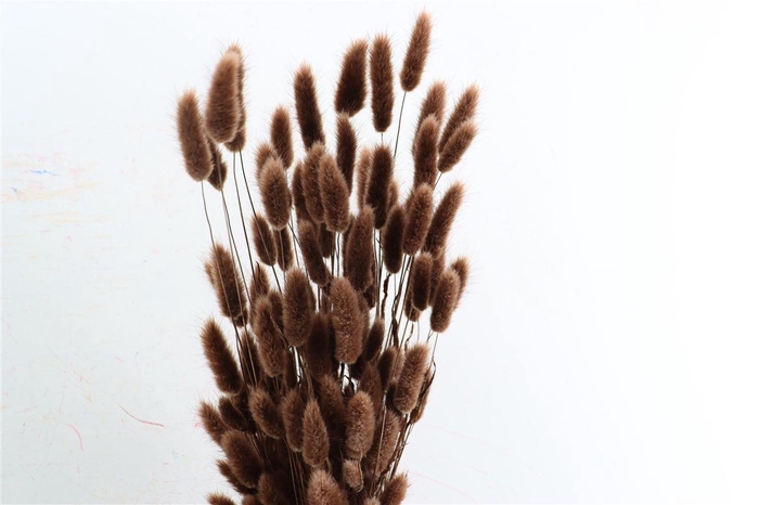 <h4>Dried Lagurus X5 Dark Brown Bunch</h4>