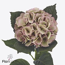 Hydrangea royal love (classic)
