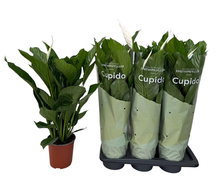 <h4>SPATH BINGO CUPIDO</h4>