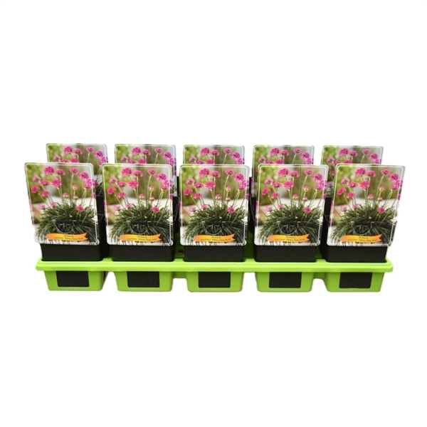 <h4>Armeria maritima 'Abbey Deep Rose' P11</h4>