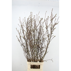 MAGNOLIA GRANDIFLORA X6