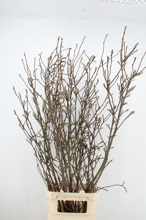 <h4>MAGNOLIA GRANDIFLORA X6</h4>