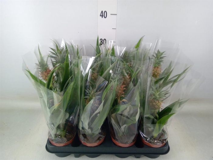 <h4>Ananas  'Rosita'</h4>