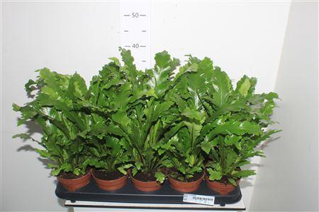 <h4>Asple Ni Campio</h4>