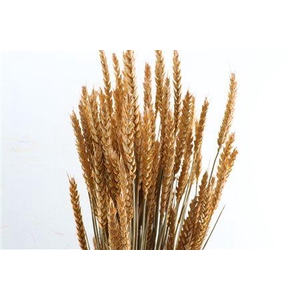 Dried Triticum X5 Frosted Salmon Bunch
