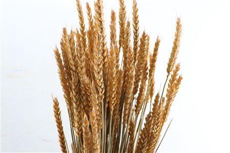 <h4>Dried Triticum X5 Frosted Salmon Bunch</h4>