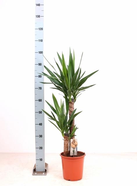 <h4>YUCCA</h4>