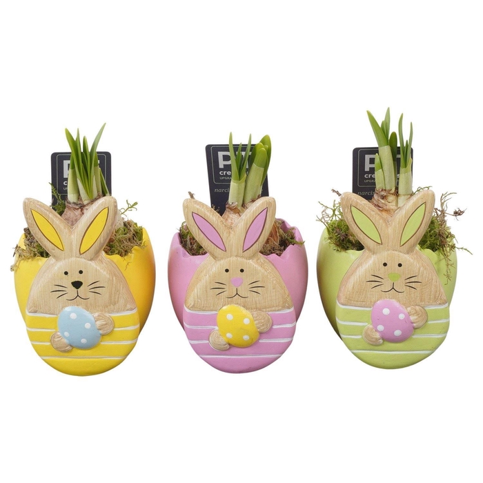 <h4>Arr. Narcissus Tete Tete L%</h4>