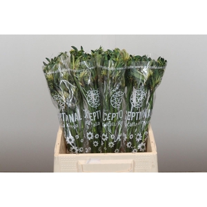 ANIGOZ CEL AUS SPIRI