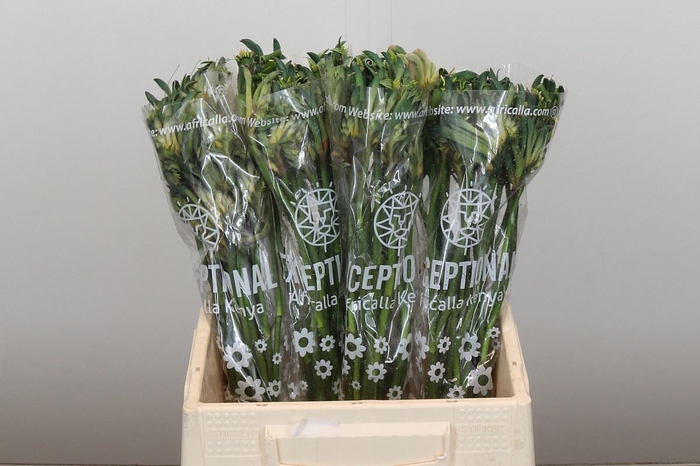 <h4>ANIGOZ CEL AUS SPIRI</h4>