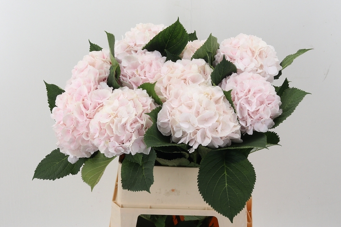<h4>Hydr M Ch Sw Verena</h4>