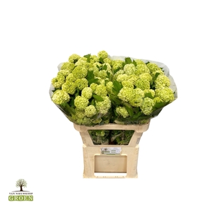 VIBURNUM ROSEUM ST