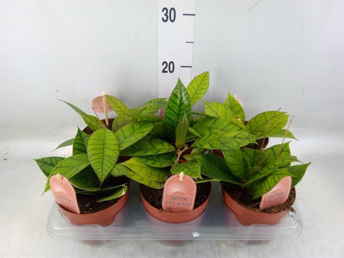 <h4>Hoya callistophylla 'KAL 16'</h4>