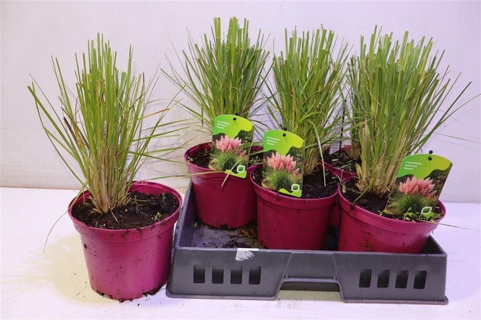 <h4>Corta Se Rosea</h4>