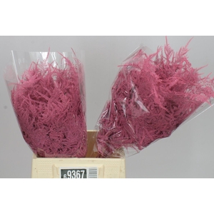 Aspa 1e Veren Pink X50
