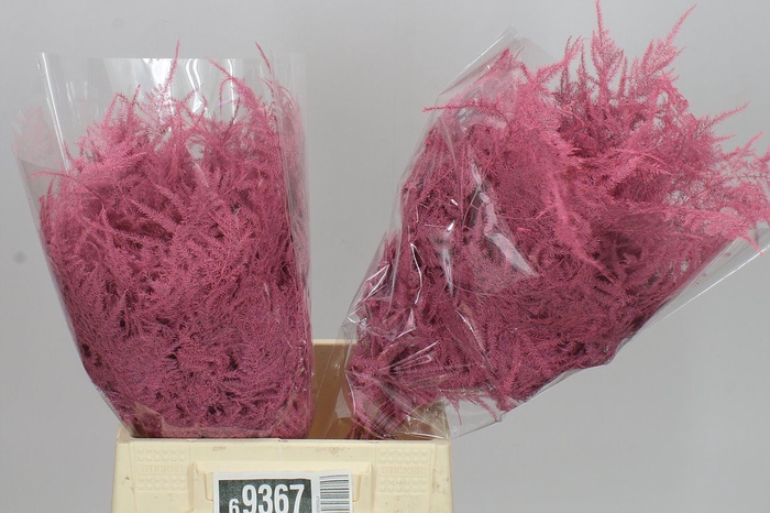 <h4>Aspa 1e Veren Pink X50</h4>