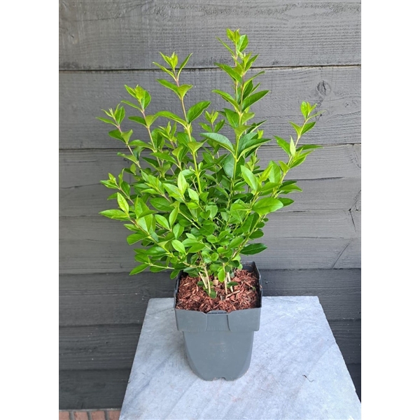 <h4>Ligustrum ovalifolium P17</h4>