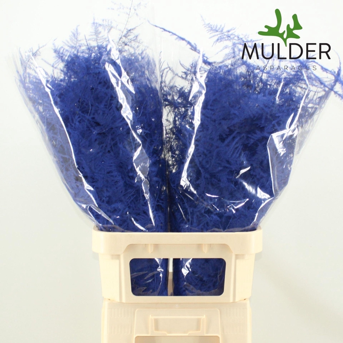 <h4>Asparagus DYED Blue Dark</h4>