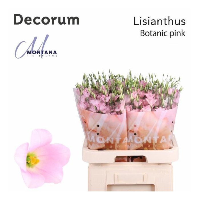 <h4>Eus E Botan Pink</h4>