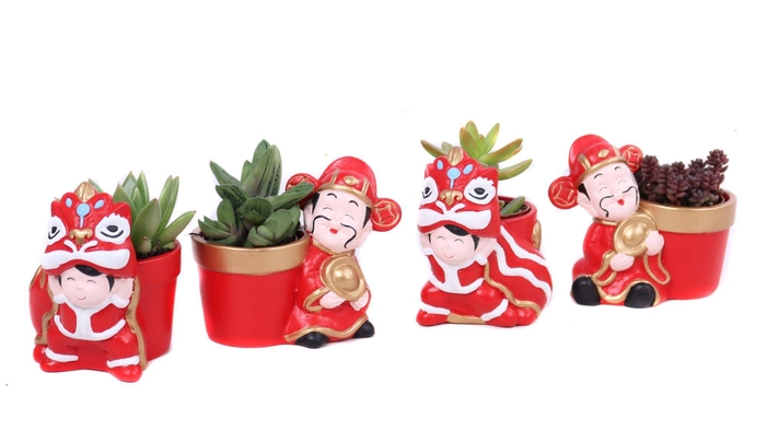 <h4>Succulenten 5,5 cm in Chongqing planter</h4>