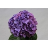 Hydrangea rodeo purple