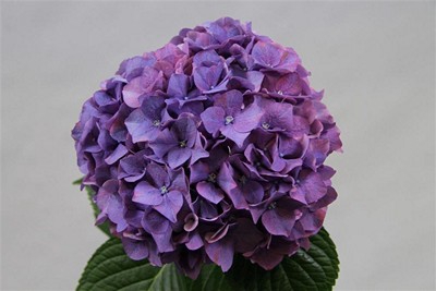 Hydrangea rodeo purple